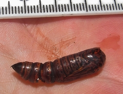 Egybolis vaillantina