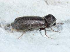 Amphicerus bicaudatus