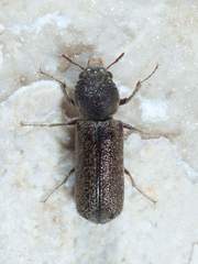 Amphicerus bicaudatus