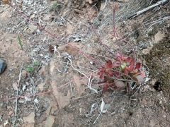 Crassula pubescens