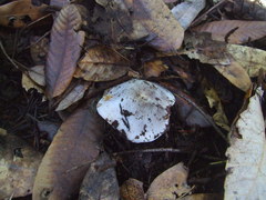 Tricholoma virgatum