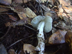 Tricholoma virgatum