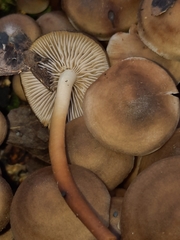 Mycena semivestipes