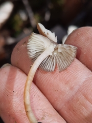 Mycena semivestipes