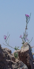 Matthiola sinuata