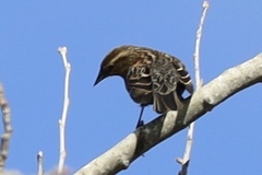 Agelaius phoeniceus