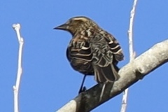 Agelaius phoeniceus