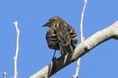 Agelaius phoeniceus
