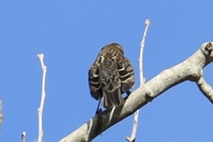 Agelaius phoeniceus