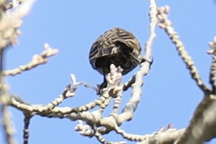 Agelaius phoeniceus