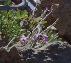 Matthiola sinuata