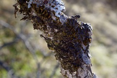 Melanohalea multispora