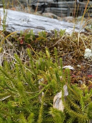 Spinulum annotinum alpestre