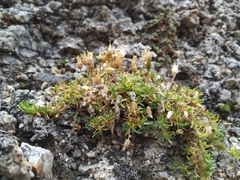 Pseudocherleria macrocarpa