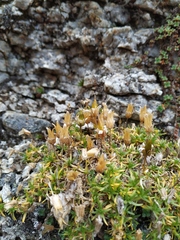 Pseudocherleria macrocarpa