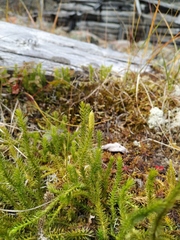 Spinulum annotinum alpestre