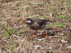 Spodiopsar cineraceus