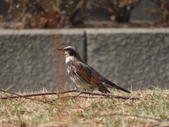 Turdus eunomus