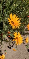 Dimorphotheca sinuata