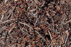 Formica integroides