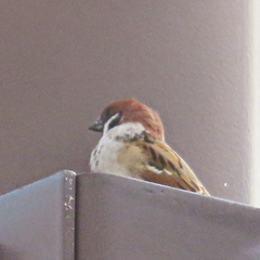 Passer montanus