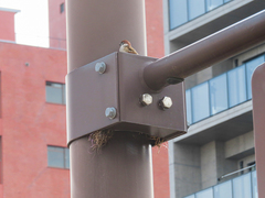 Passer montanus
