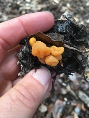 Cudonia spathulata