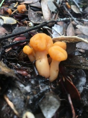 Cudonia spathulata