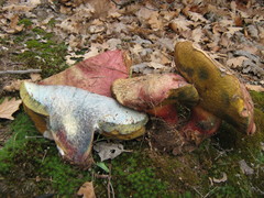 Boletus spretus