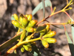 Eucalyptus oleosa