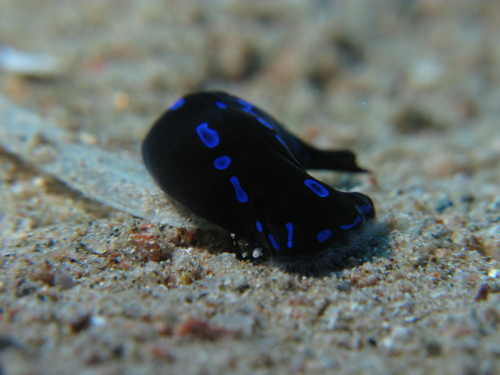 Blue-spotted Shield Slug