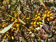 Eucalyptus oleosa
