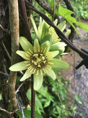 Passiflora rovirosae