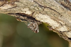 Stamnodes coenonymphata