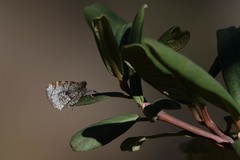 Stamnodes coenonymphata