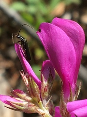 Rhagonycha mandibularis