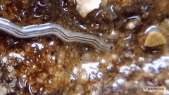 Nemertopsis bivittata
