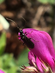 Rhagonycha mandibularis