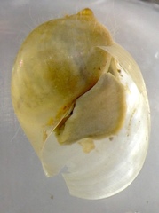 Bullastra lessoni