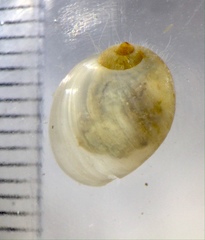 Bullastra lessoni