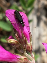 Rhagonycha mandibularis