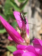 Rhagonycha mandibularis