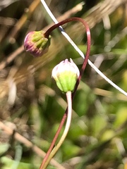 Brachyscome graminea