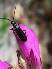Rhagonycha mandibularis