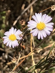 Brachyscome graminea