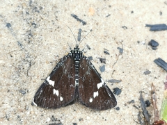 Platagarista macleayi