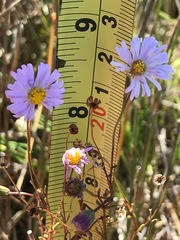 Brachyscome graminea