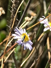 Brachyscome graminea