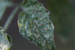 Tetranychus cinnabarinus