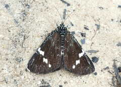 Platagarista macleayi